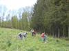 Planting New Trees