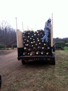 Wholesale Christmas Trees