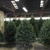 Pre-cut Trees