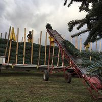 Wholesale Christmas Trees