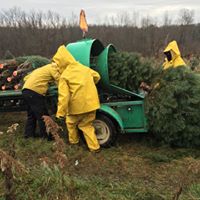 Wholesale Christmas Trees